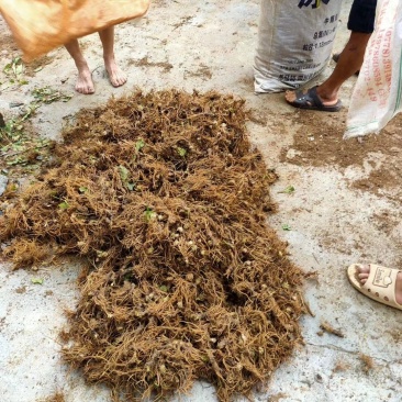 野生地胆头，价格美丽！货靓价平！平易到什么程度？你心满意