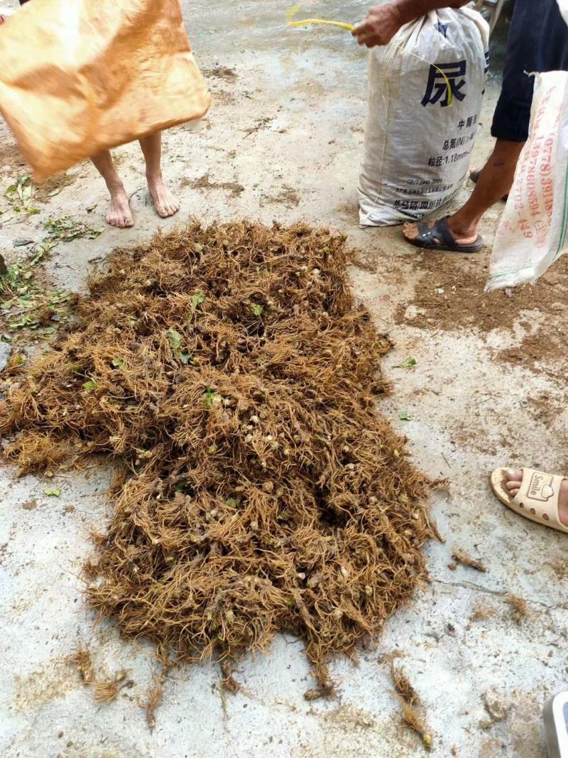 野生地胆头，价格美丽！货靓价平！平易到什么程度？你心满意