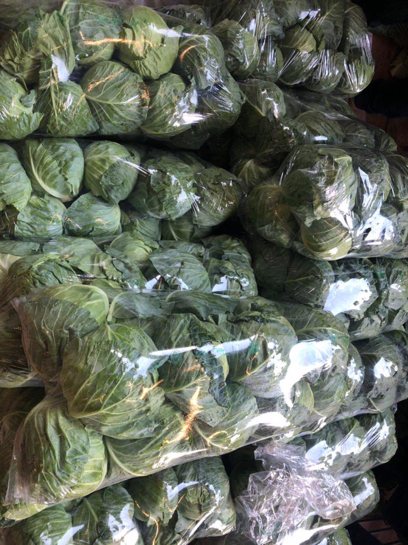 河北精品甘蓝，甘蓝1-2公斤个头匀颜色绿大量上市中