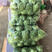河北精品甘蓝，甘蓝1-2公斤个头匀颜色绿大量上市中