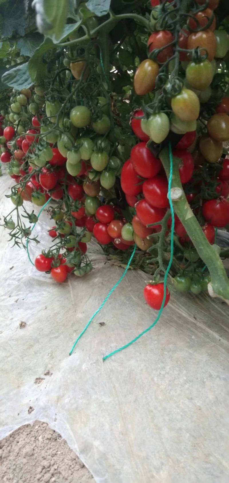 【圣女果】精品千禧贝贝黄果串果，品种齐全，全国发货