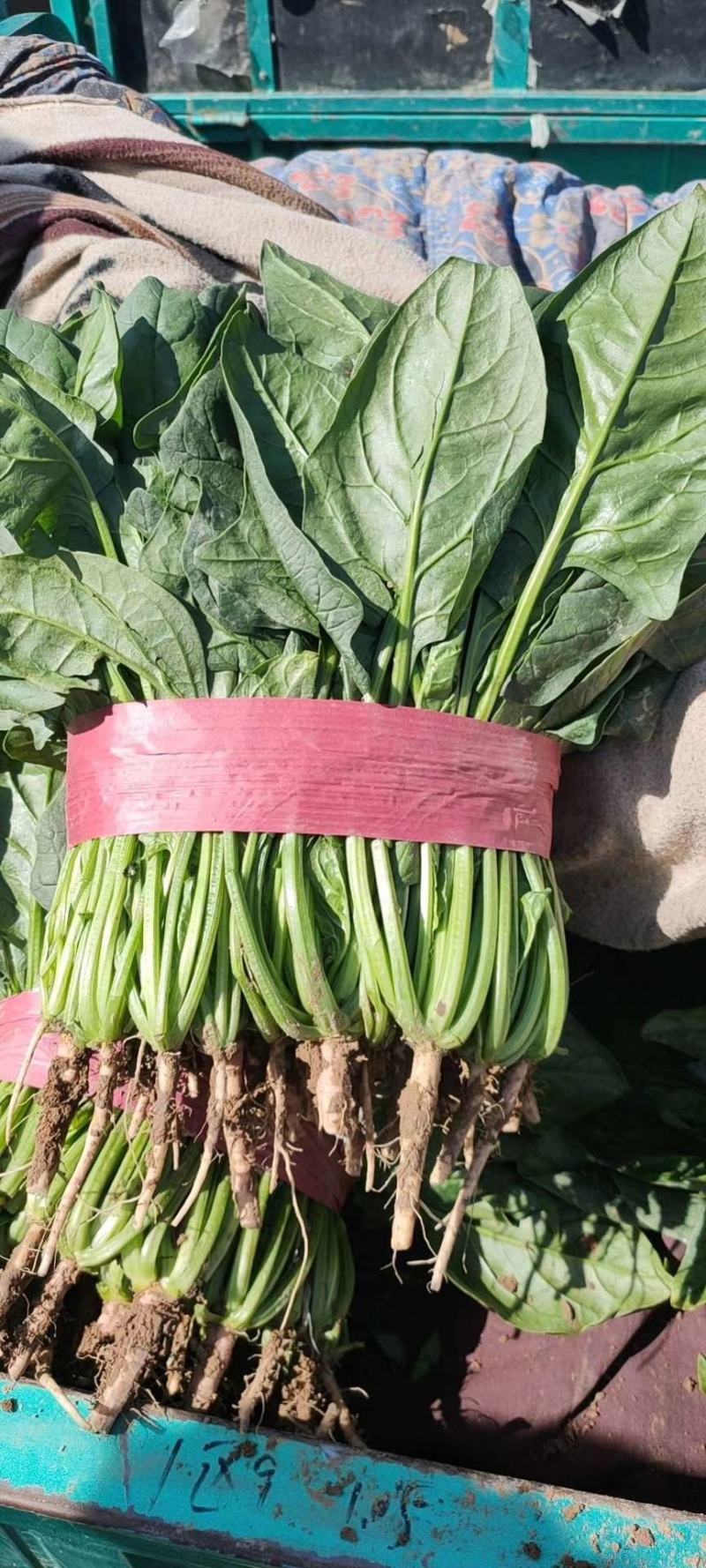 千亩基地种植【大叶菠菜】产地直发物美价廉全年供应商超