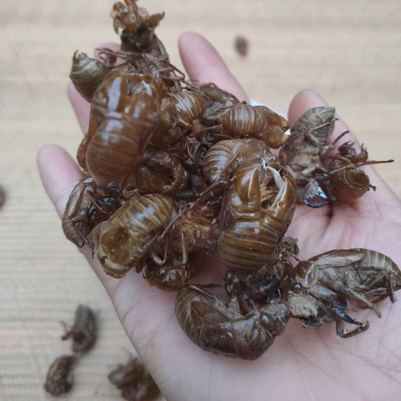 蝉蜕水洗蝉蜕蝉衣只了皮一手货源产地直销