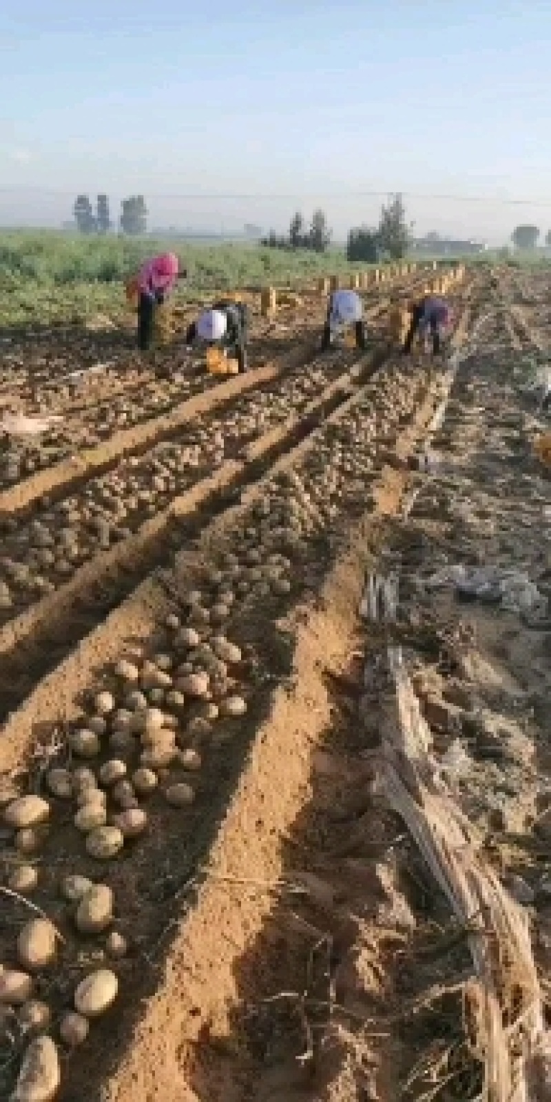 陕西省榆林市定边县沙地226白心土豆