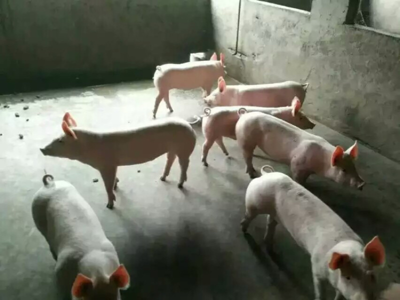 优质三元仔猪对外出售，货源充足，质量保证