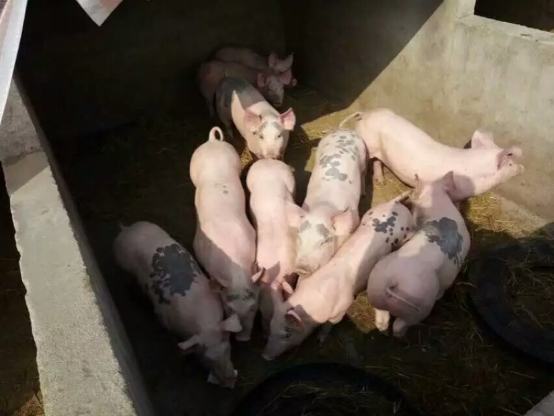 优质三元仔猪对外出售，货源充足，质量保证