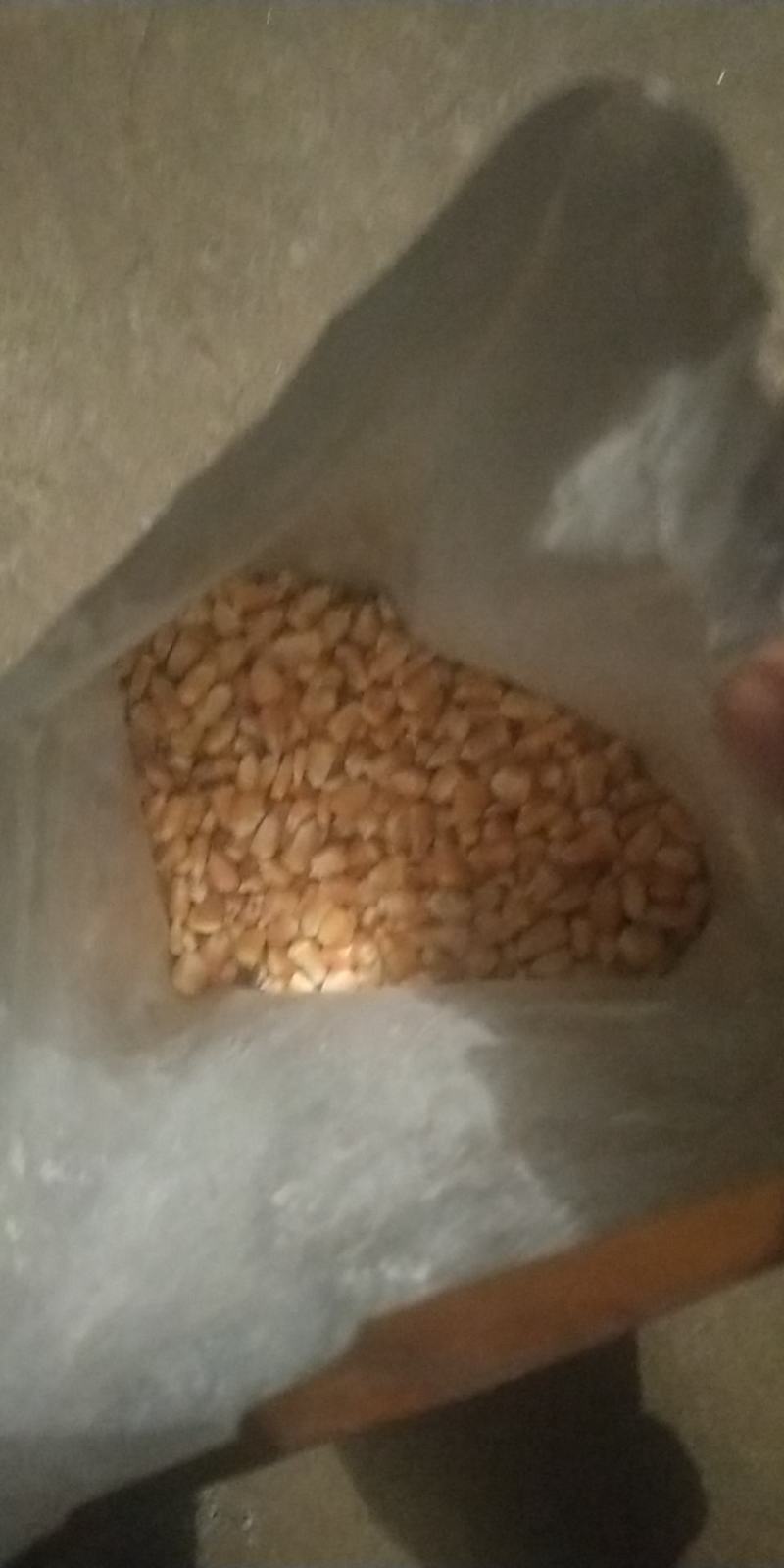 玉米。。。。。。。。