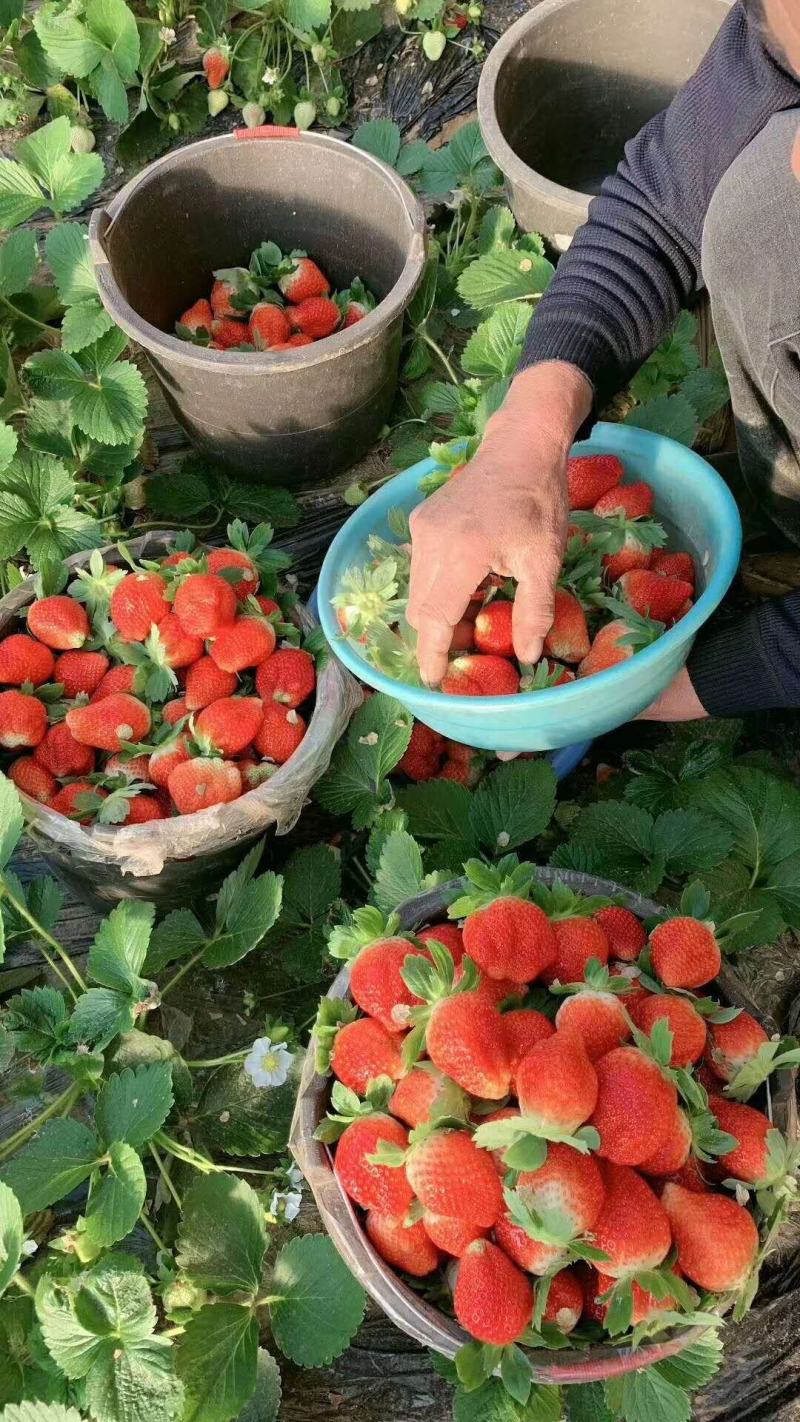 草莓苗老秧子基地直销加冰发货欢迎大家来收苗