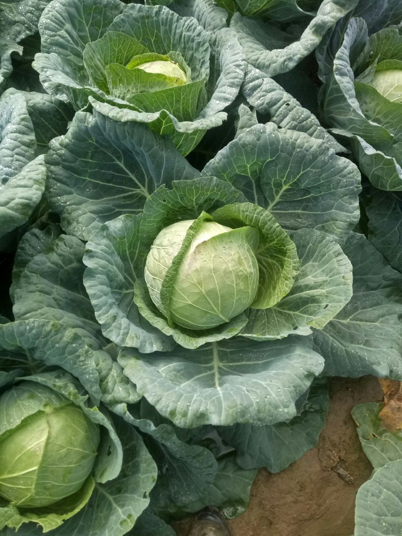 西吉包菜，大量出货。