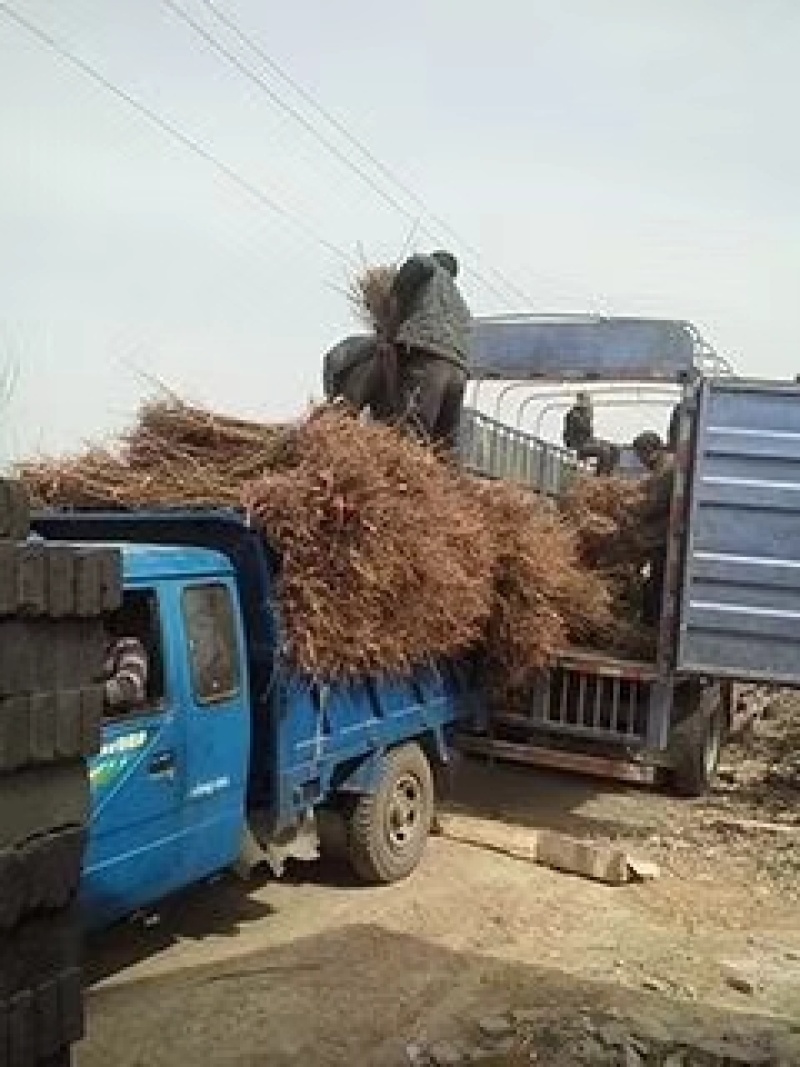 花椒苗1~2年基地发货根系发达产量高
