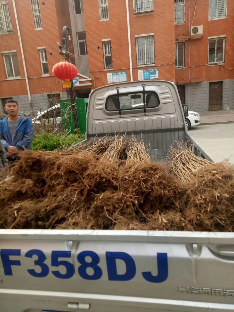花椒苗1~2年基地发货根系发达产量高