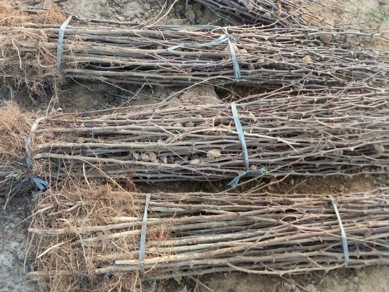 花椒苗1~2年基地发货根系发达产量高