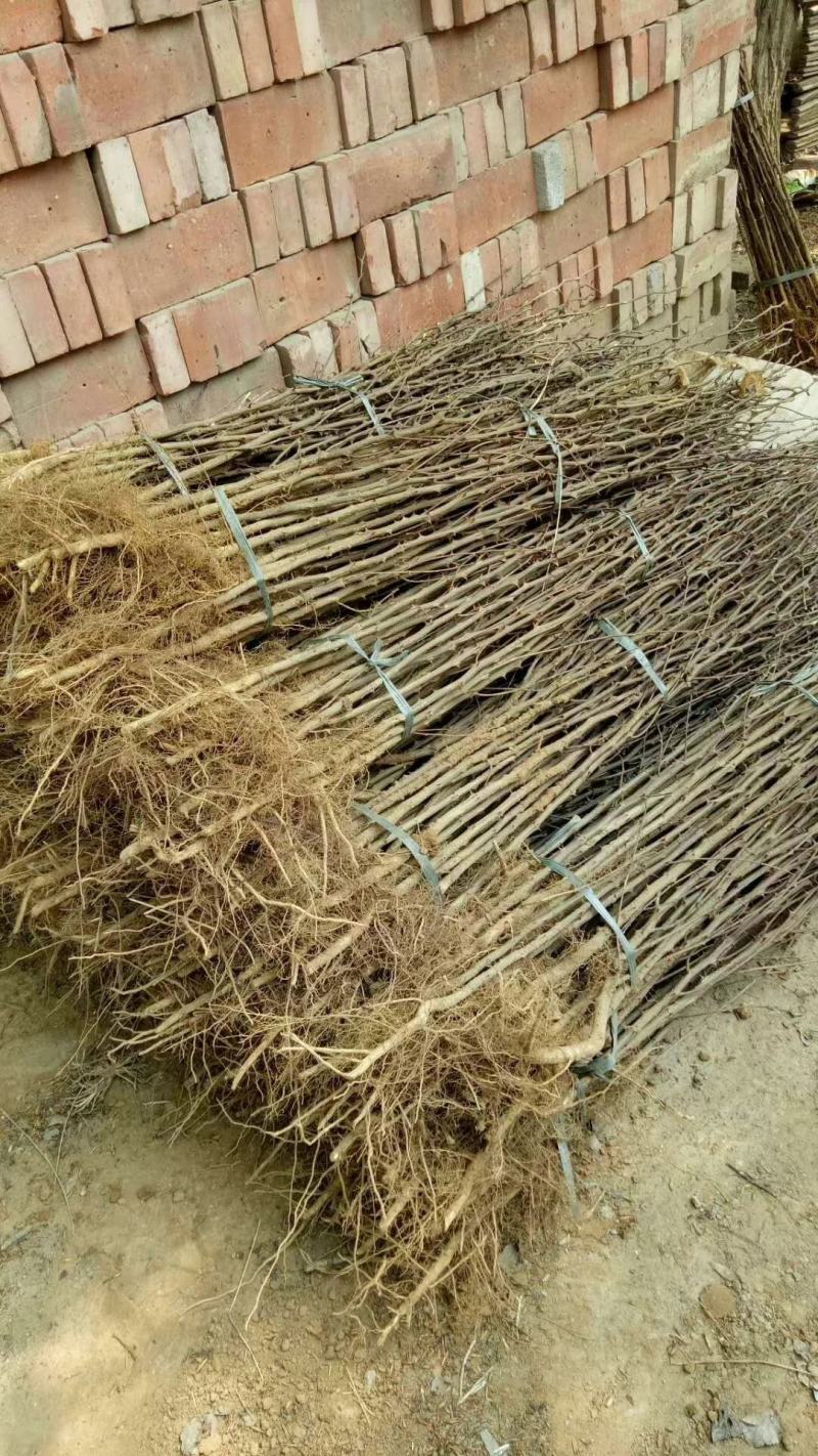 花椒苗1~2年基地发货根系发达产量高