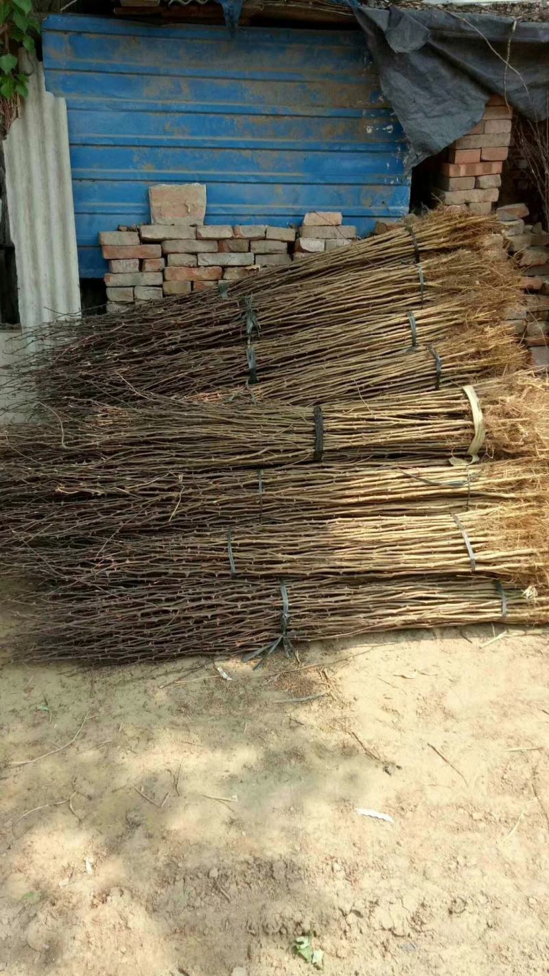 花椒苗1~2年基地发货根系发达产量高