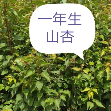 大量出售一年生山杏苗，欢迎广大新老客户前来实地参观考察