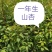 大量出售一年生山杏苗，欢迎广大新老客户前来实地参观考察
