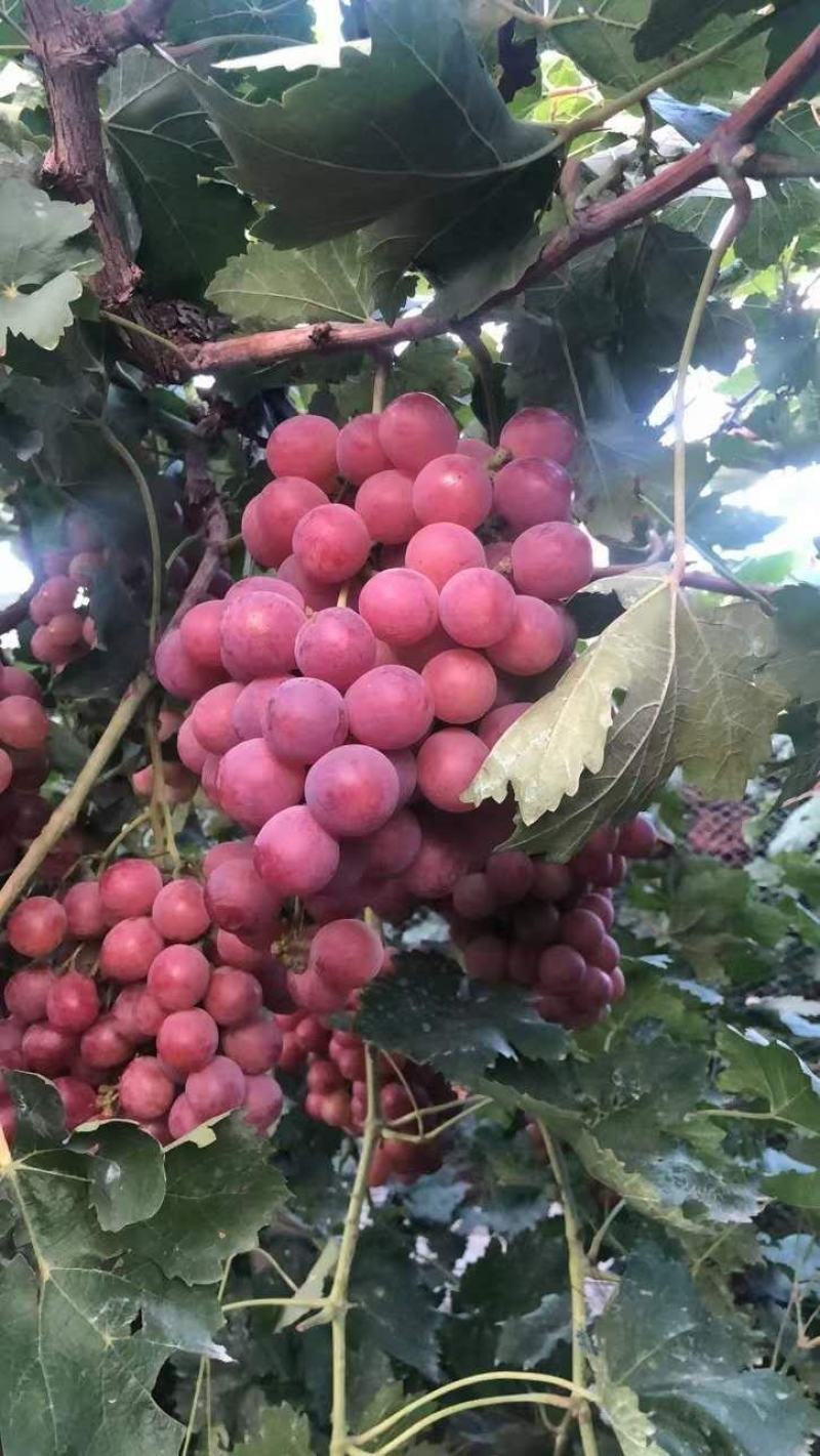 饶阳大量克伦生葡萄上市1斤以上5%以下