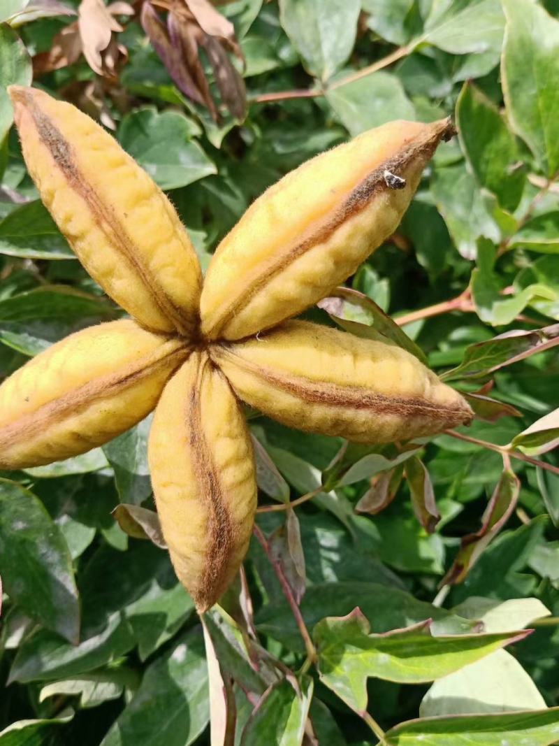 国花紫斑牡丹，千层牡丹