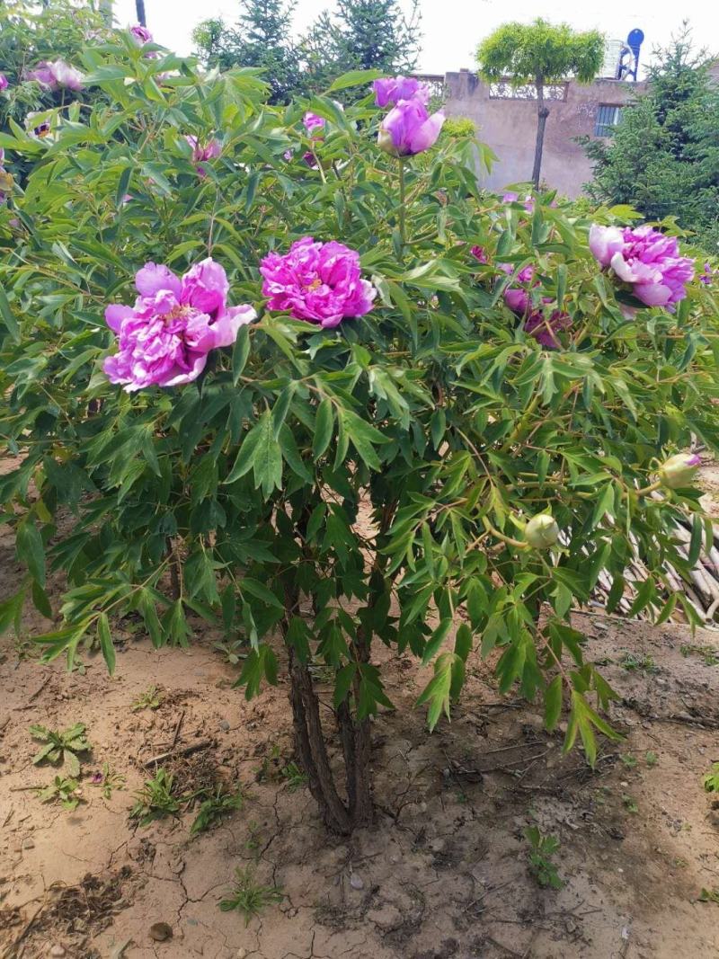 国花紫斑牡丹，千层牡丹