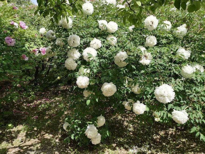 国花紫斑牡丹，千层牡丹