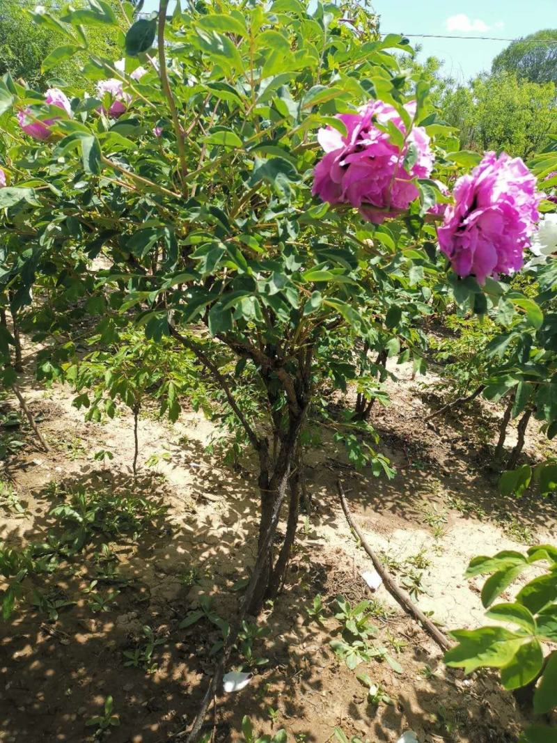 国花紫斑牡丹，千层牡丹