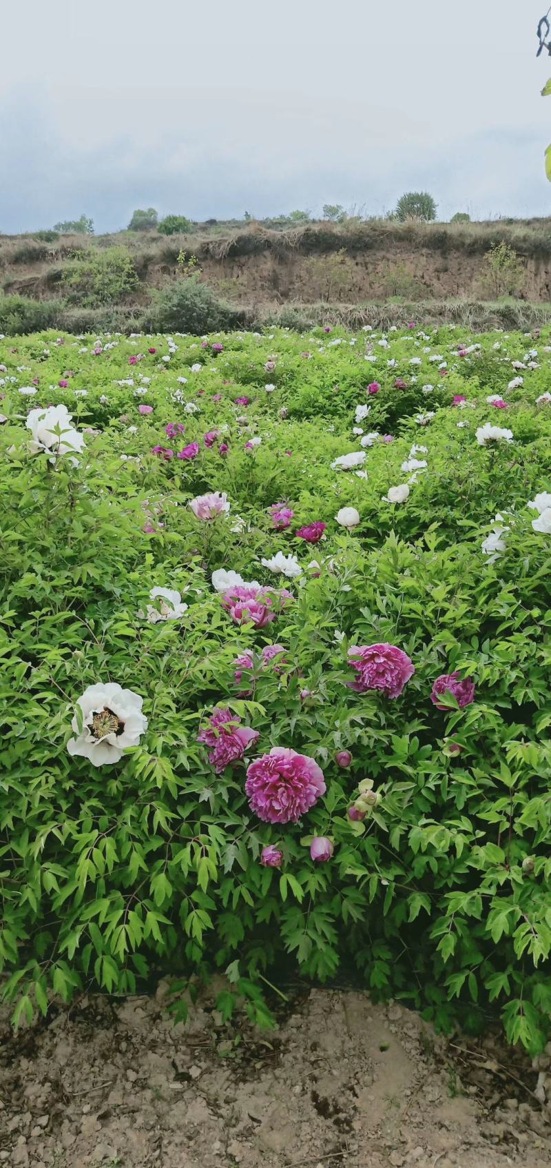 国花紫斑牡丹，千层牡丹