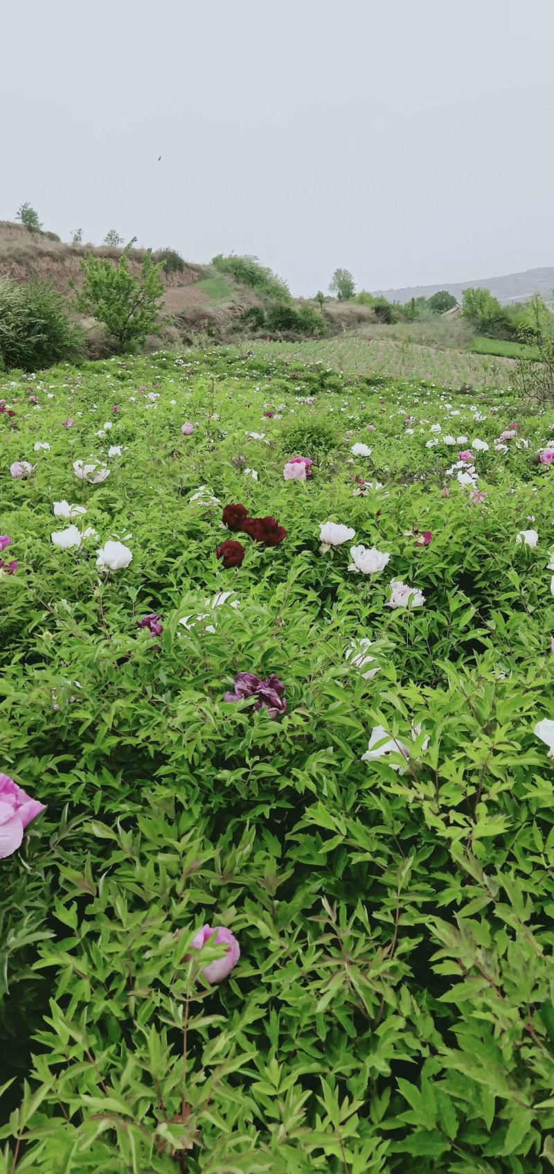 国花紫斑牡丹，千层牡丹