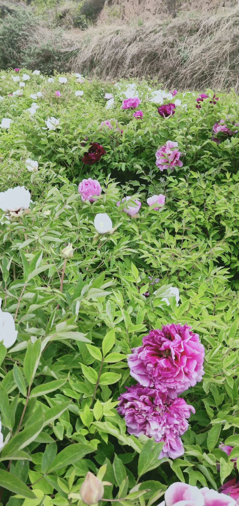 国花紫斑牡丹，千层牡丹