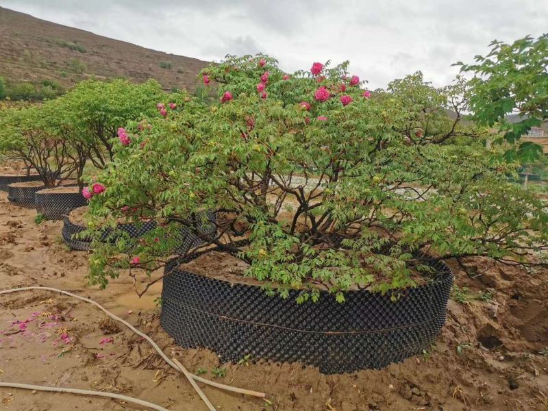 国花紫斑牡丹，千层牡丹