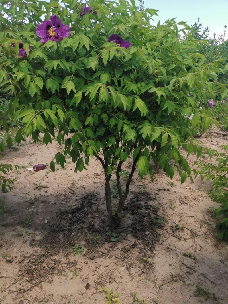 国花紫斑牡丹，千层牡丹