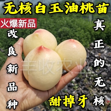 【新品】无核白玉油桃苗改良新品自然无核甜度高卖疯了