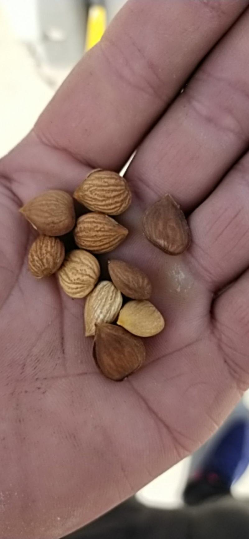 苦杏核大量产新，物美价廉