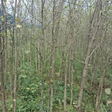 银杏（长期供应3-5公分银杏土球裸根都行）备货