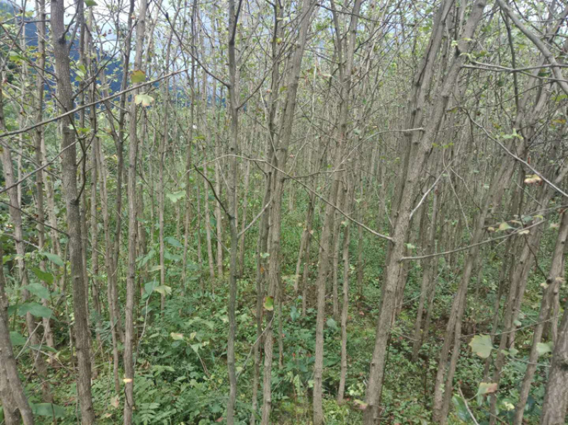 银杏（长期供应3-5公分银杏土球裸根都行）备货