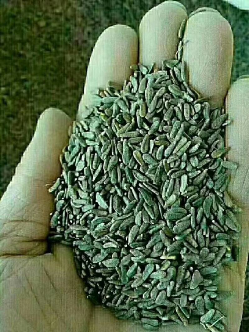 纯新过风过筛子牛蒡种子，出苗率95%以上