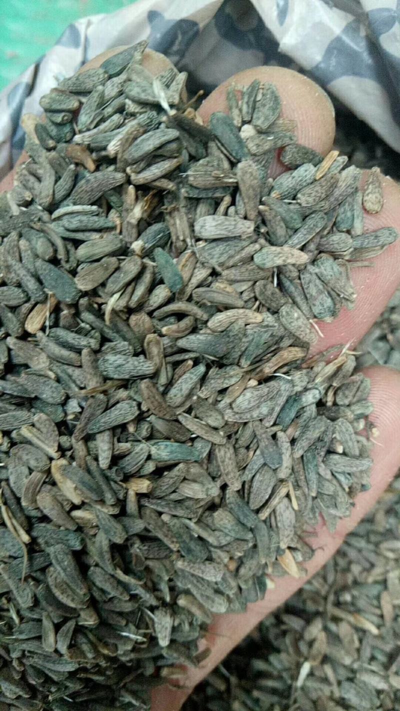 纯新过风过筛子牛蒡种子，出苗率95%以上