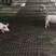 详细介绍下养猪用钢丝网漏粪板，供养猪用户参考