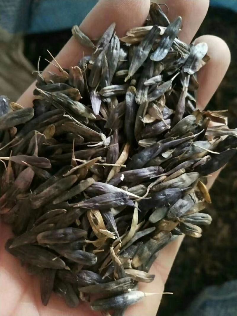 纯新板蓝根种籽供应，出苗率80%以上，有需要了解的吗