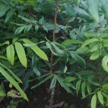 永安_郫都特晚熟桂圆苗,永川龙眼苗,合川特晚熟荔枝苗