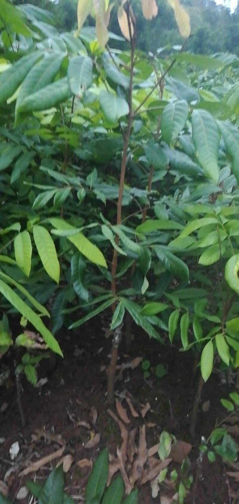 永安_郫都特晚熟桂圆苗，永川龙眼苗，合川特晚熟荔枝苗
