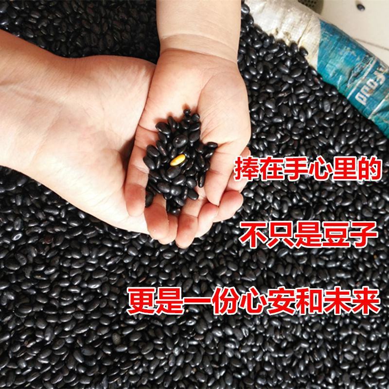 黑豆（黄心~绿心）无硫熏规格齐全药食两用