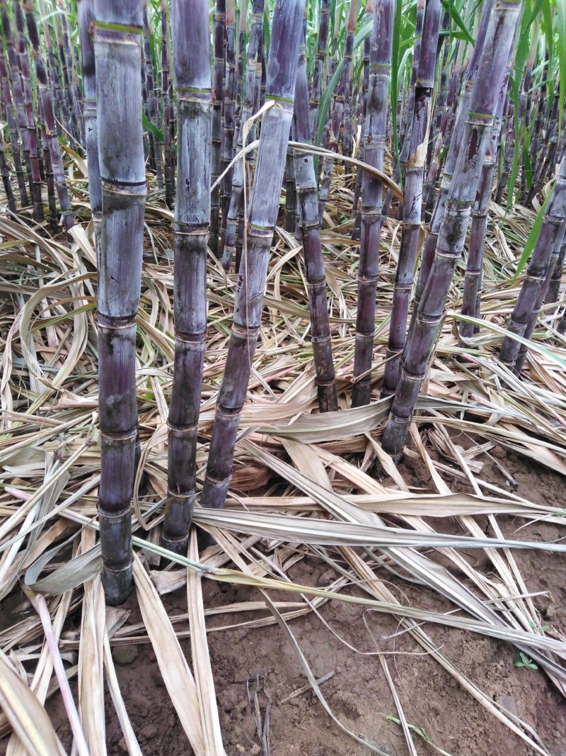 甘蔗甜度已达到，欢迎新老客户