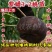 【爆品】紫蟠3-2桃苗改良新品甜度高卖相好卖疯了