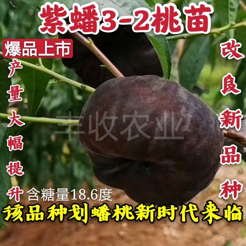 【爆品】紫蟠3-2桃苗改良新品甜度高卖相好卖疯了