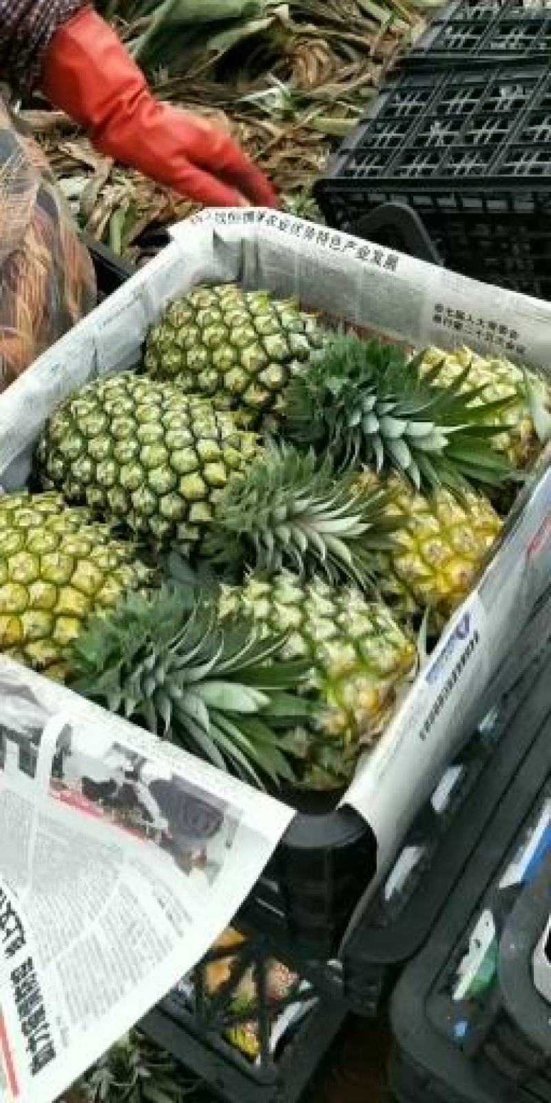 「优」湛江市徐闻县菠萝寻找诚信客户前来购买！！！