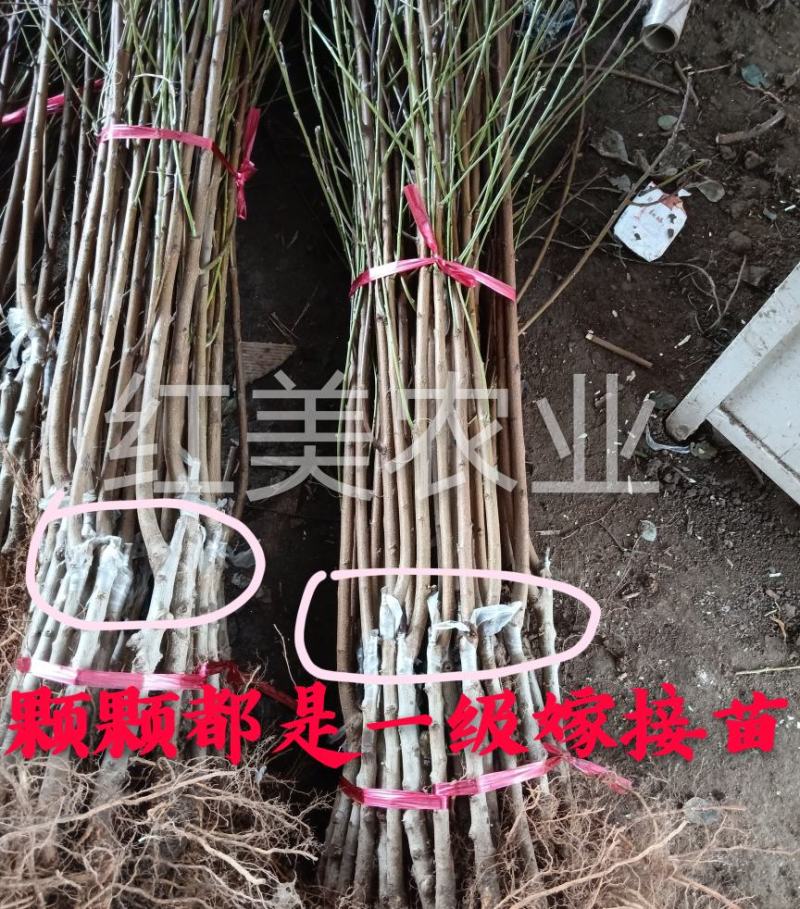 【爆品】紫蟠3-2桃苗改良新品甜度高卖相好卖疯了