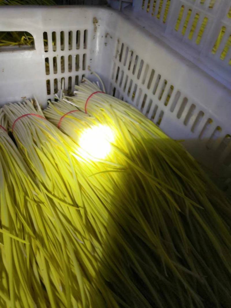 蒜黄水黄大量上市产地直销质量保证代发全国