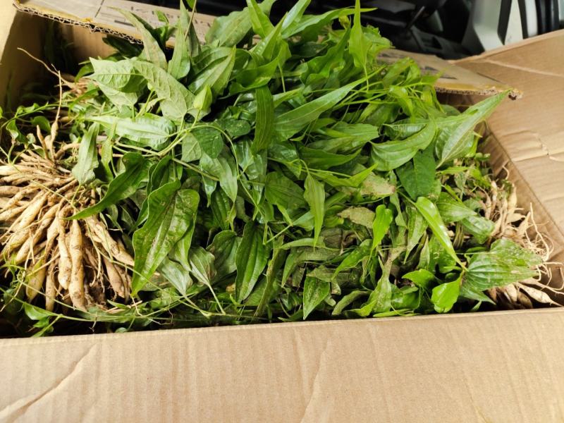 对叶百部种苗大田种苗批发产地直销