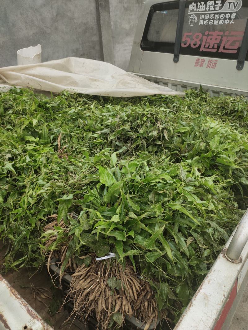 对叶百部种苗大田种苗批发产地直销