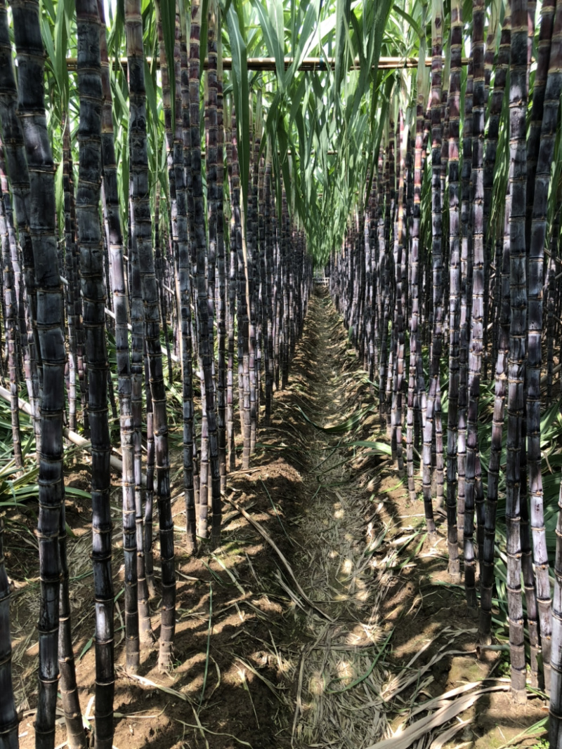 南沙区种植基地黑皮甘蔗